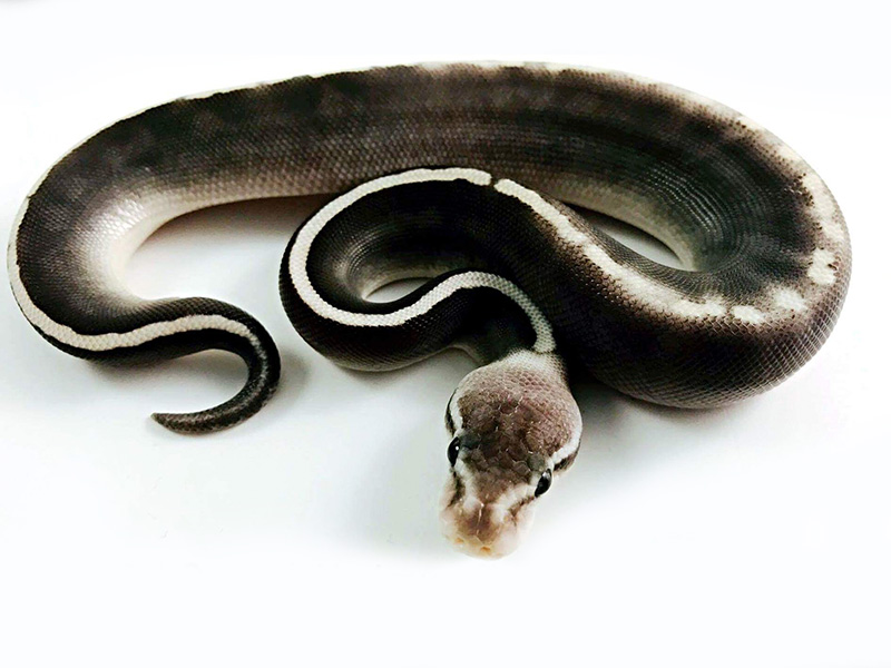 10 Fascinating Facts About the Olive Python You Should Know