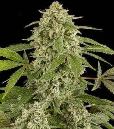 Oasis Oasis: Entdecken Sie die erfrischende Oase der Cannabisvielfalt